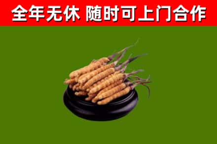 台东回收冬虫夏草
